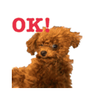 こむぎ！（個別スタンプ：1）