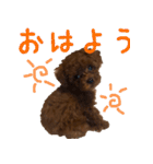 こむぎ！（個別スタンプ：3）