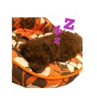 こむぎ！（個別スタンプ：4）