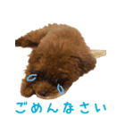 こむぎ！（個別スタンプ：6）