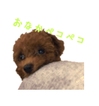こむぎ！（個別スタンプ：9）