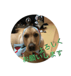炭水化物3姉弟（個別スタンプ：8）