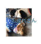 炭水化物3姉弟（個別スタンプ：15）