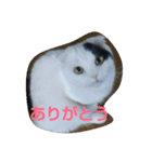 もかジジそら（個別スタンプ：4）