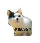 もかジジそら（個別スタンプ：5）