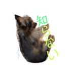 R.stamp.（個別スタンプ：9）