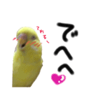 インコのサスケ 其の四（個別スタンプ：1）