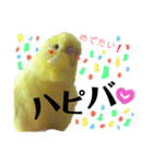 インコのサスケ 其の四（個別スタンプ：3）