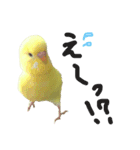 インコのサスケ 其の四（個別スタンプ：4）