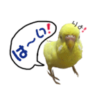 インコのサスケ 其の四（個別スタンプ：5）