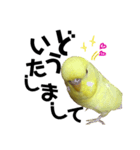 インコのサスケ 其の四（個別スタンプ：6）