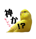 インコのサスケ 其の四（個別スタンプ：7）