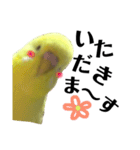 インコのサスケ 其の四（個別スタンプ：8）
