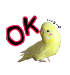 インコのサスケ 其の四（個別スタンプ：9）