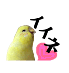 インコのサスケ 其の四（個別スタンプ：10）