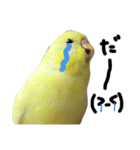 インコのサスケ 其の四（個別スタンプ：11）