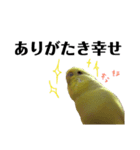 インコのサスケ 其の四（個別スタンプ：12）