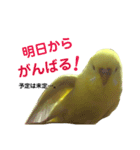 インコのサスケ 其の四（個別スタンプ：13）
