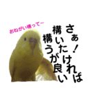 インコのサスケ 其の四（個別スタンプ：14）