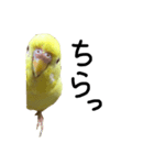 インコのサスケ 其の四（個別スタンプ：15）
