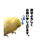 インコのサスケ 其の四（個別スタンプ：16）