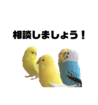 インコのサスケ 其の四（個別スタンプ：17）