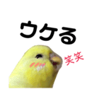 インコのサスケ 其の四（個別スタンプ：19）