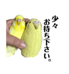 インコのサスケ 其の四（個別スタンプ：20）