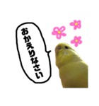 インコのサスケ 其の四（個別スタンプ：21）