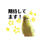 インコのサスケ 其の四（個別スタンプ：22）