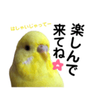 インコのサスケ 其の四（個別スタンプ：23）