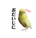 インコのサスケ 其の四（個別スタンプ：24）