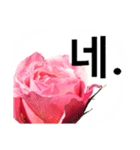 暮らしに花を♪バラ [韓国語]（個別スタンプ：1）