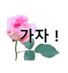暮らしに花を♪バラ [韓国語]（個別スタンプ：2）