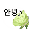 暮らしに花を♪バラ [韓国語]（個別スタンプ：3）