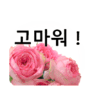 暮らしに花を♪バラ [韓国語]（個別スタンプ：6）