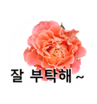 暮らしに花を♪バラ [韓国語]（個別スタンプ：7）