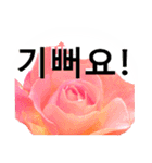 暮らしに花を♪バラ [韓国語]（個別スタンプ：12）