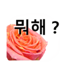 暮らしに花を♪バラ [韓国語]（個別スタンプ：16）