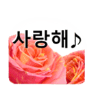 暮らしに花を♪バラ [韓国語]（個別スタンプ：18）