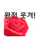 暮らしに花を♪バラ [韓国語]（個別スタンプ：22）