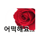 暮らしに花を♪バラ [韓国語]（個別スタンプ：24）