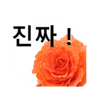 暮らしに花を♪バラ [韓国語]（個別スタンプ：29）