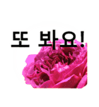 暮らしに花を♪バラ [韓国語]（個別スタンプ：32）