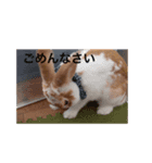 きなこさんスタンプ（個別スタンプ：4）