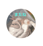 きなこさんスタンプ（個別スタンプ：8）