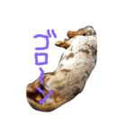 うちのたろのすけ（個別スタンプ：4）