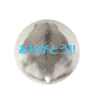 我が家のはむちゃんず（個別スタンプ：1）