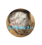 我が家のはむちゃんず（個別スタンプ：3）