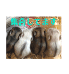 我が家のはむちゃんず（個別スタンプ：7）